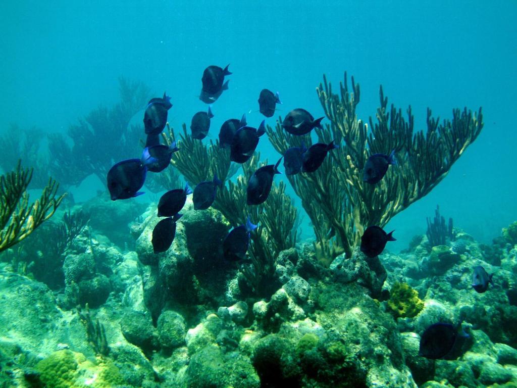 Paradise Bay Bahamas Farmerʼs Hill Esterno foto